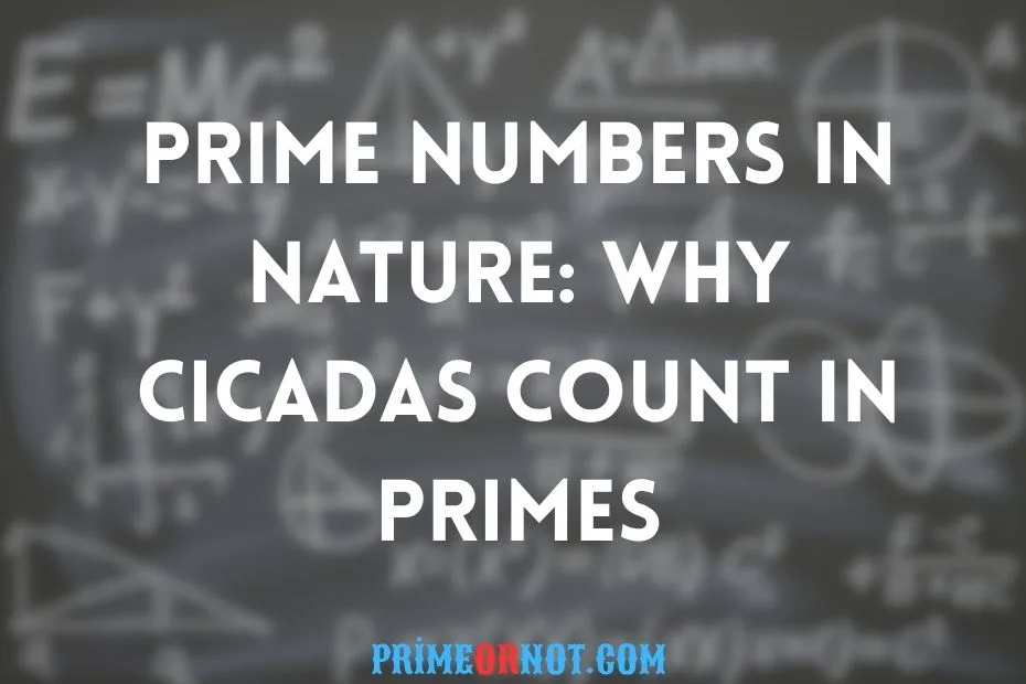 Prime Numbers In Nature Why Cicadas Count In Primes